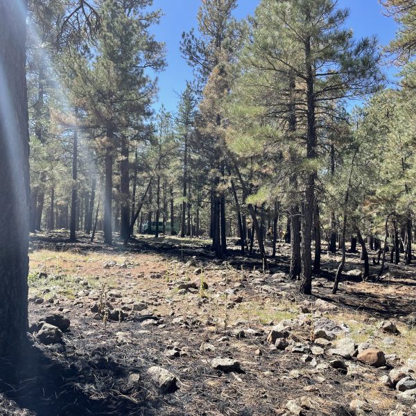 Cecil Fire, managed wildfire-Coconino NF