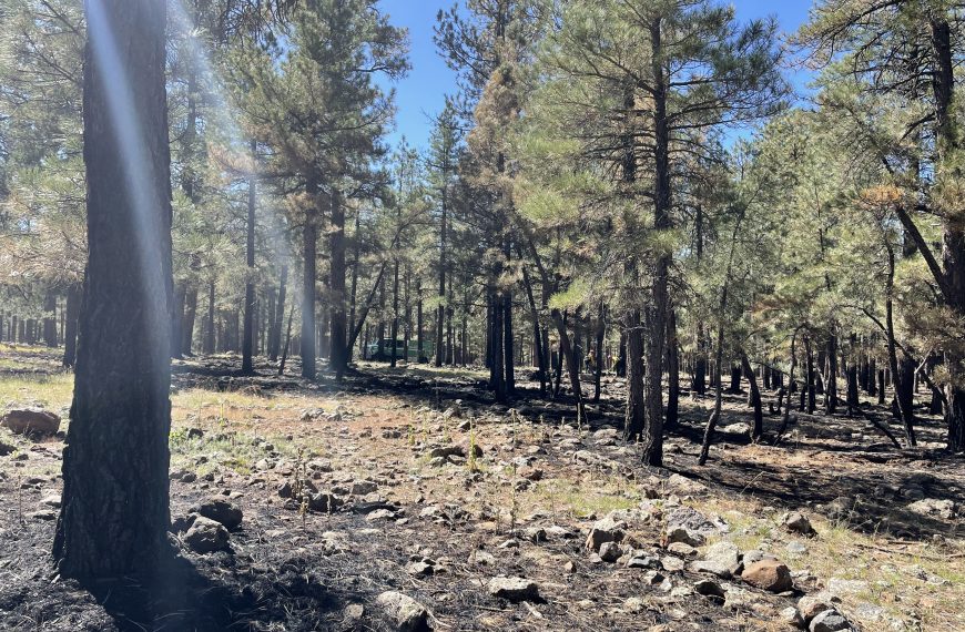 Cecil Fire, managed wildfire-Coconino NF